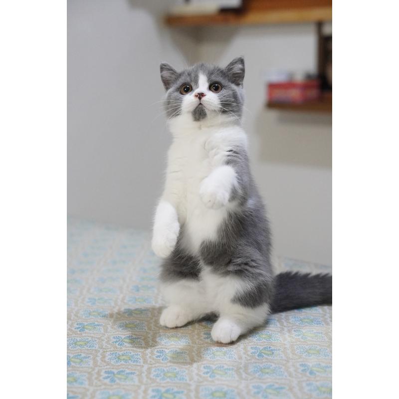 成約済の滋賀県のセルカークレックス-129598の5枚目