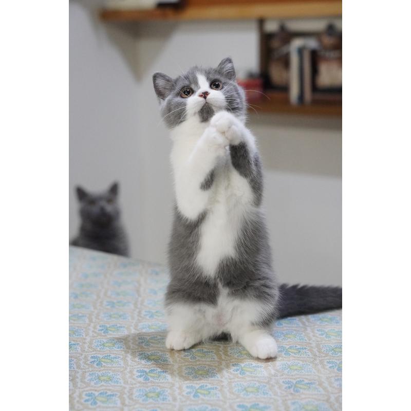 成約済の滋賀県のセルカークレックス-129598の4枚目