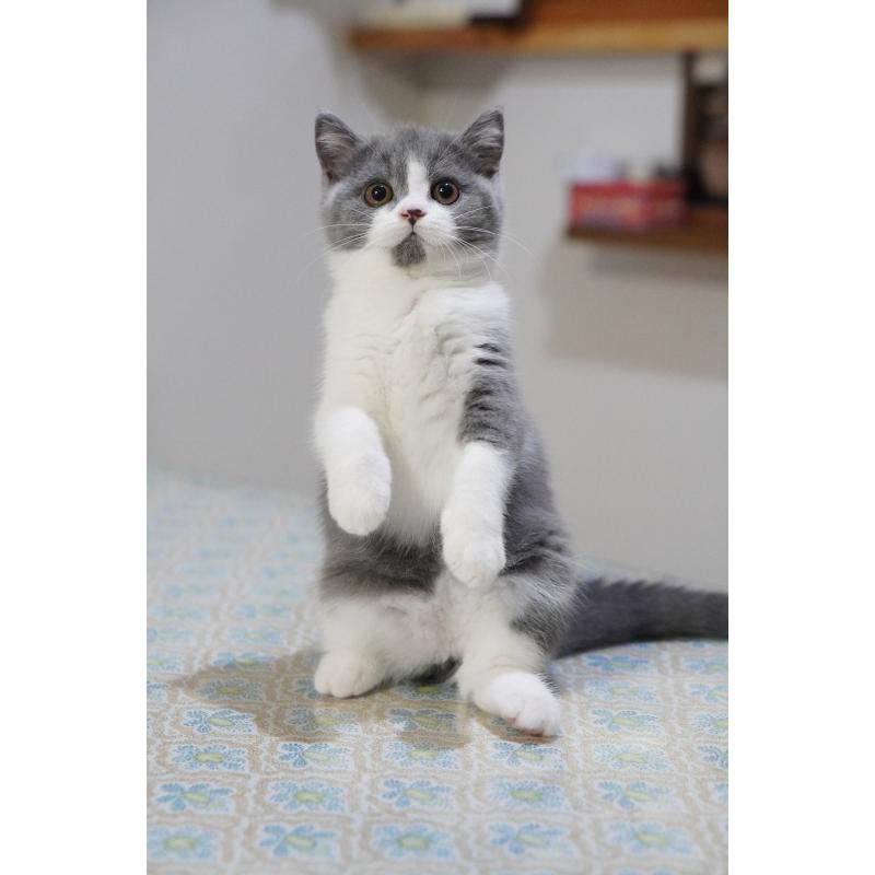 成約済の滋賀県のセルカークレックス-129598の3枚目