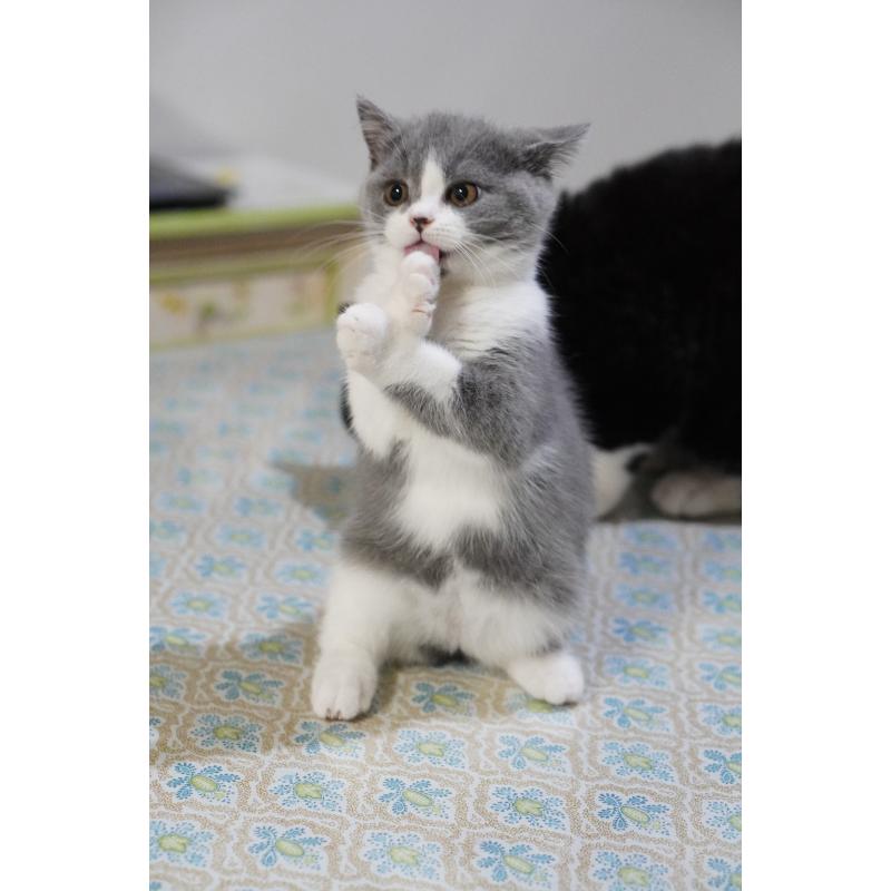 成約済の滋賀県のセルカークレックス-129598の2枚目