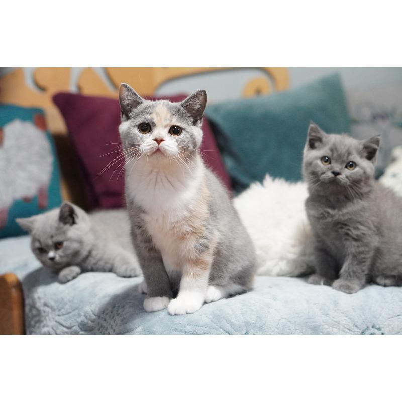 成約済の滋賀県のセルカークレックス-126463の6枚目