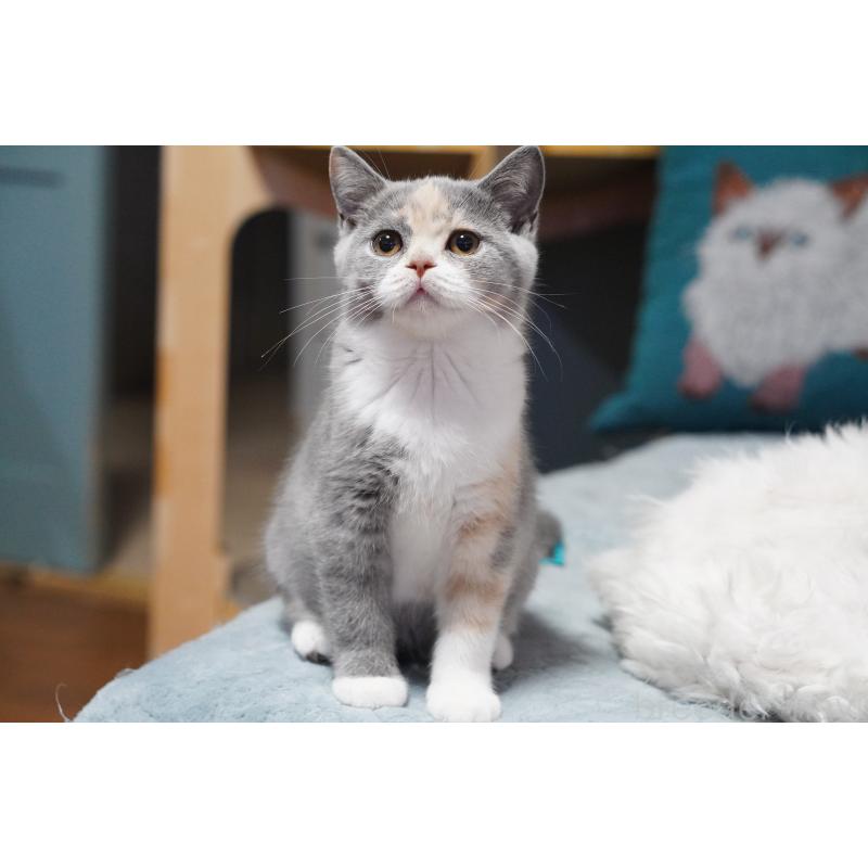 成約済の滋賀県のセルカークレックス-126463の5枚目