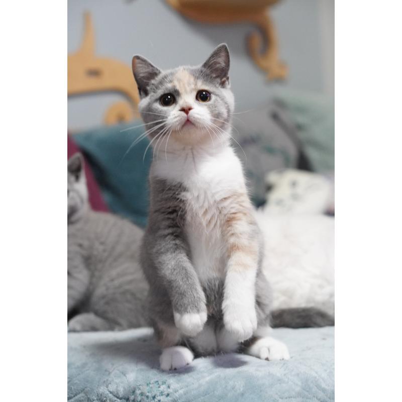 成約済の滋賀県のセルカークレックス-126463の4枚目