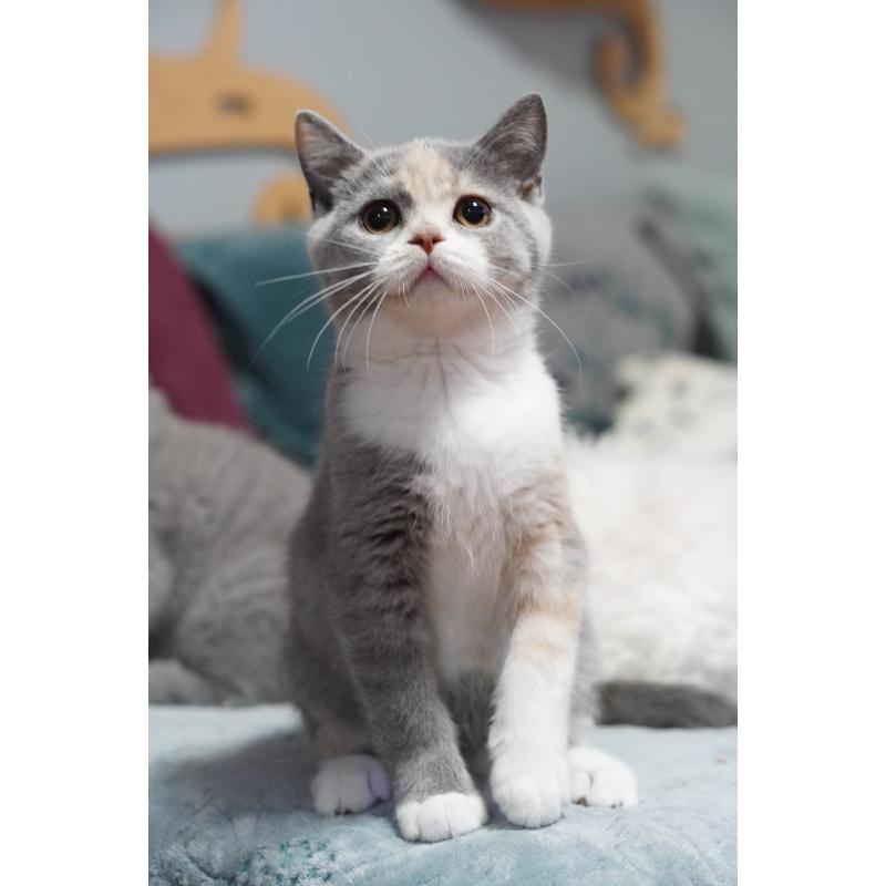 成約済の滋賀県のセルカークレックス-126463の3枚目