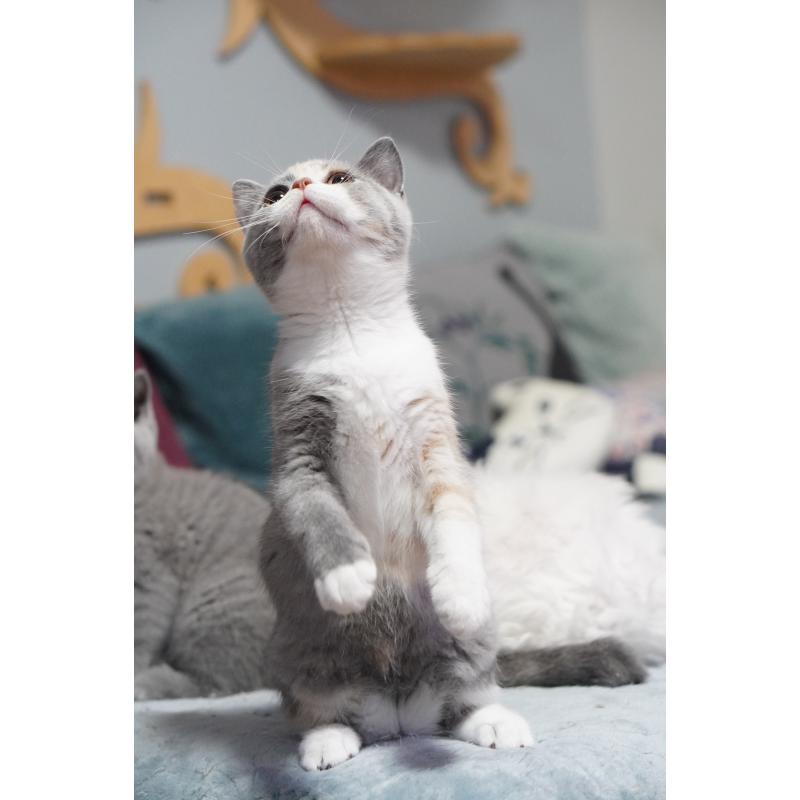 成約済の滋賀県のセルカークレックス-126463の2枚目