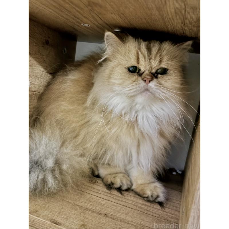 販売中の千葉県のペルシャ(チンチラ)-82440の2枚目