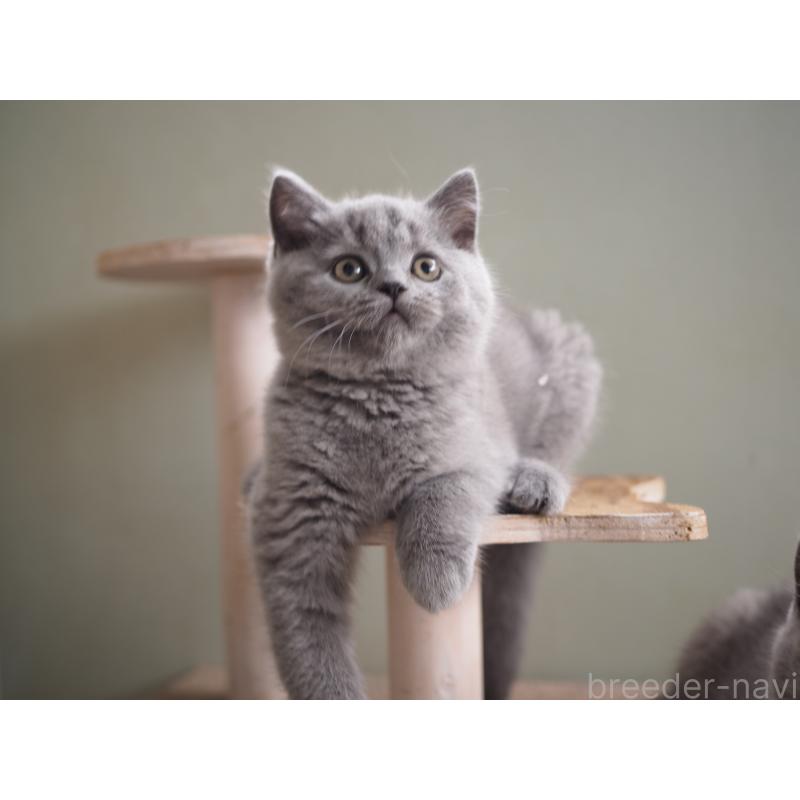 販売中の滋賀県のブリティッシュショートヘア-128876の4枚目