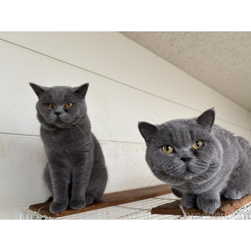 販売中の千葉県のブリティッシュショートヘア-116057の2枚目