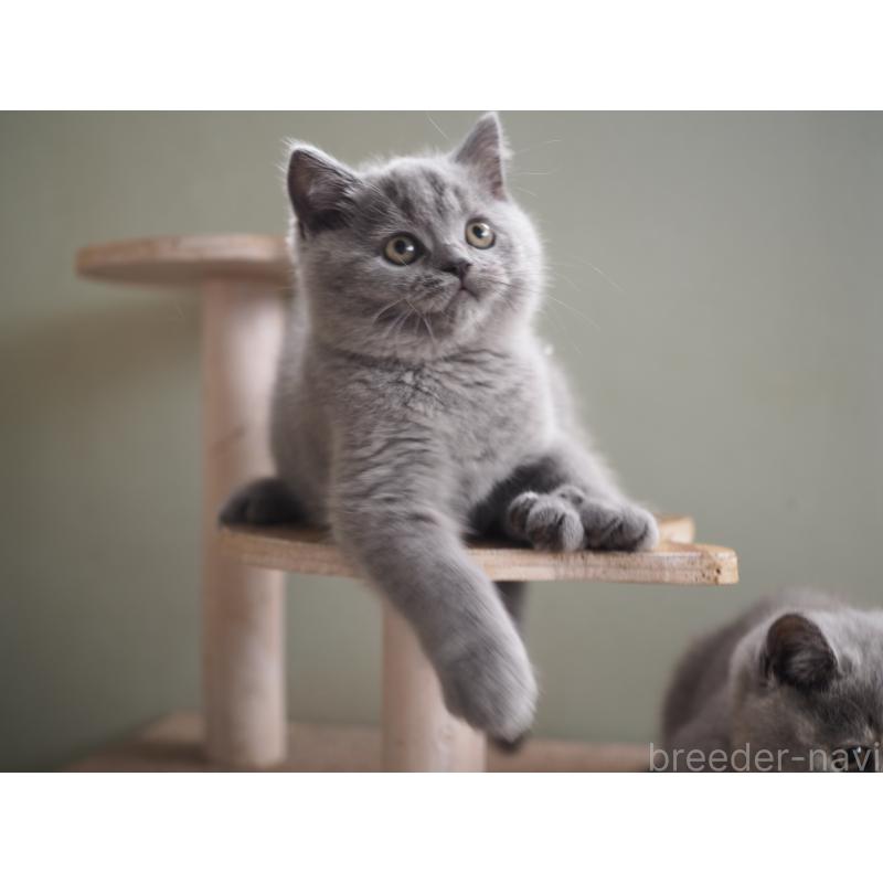 販売中の滋賀県のブリティッシュショートヘア-128876の3枚目