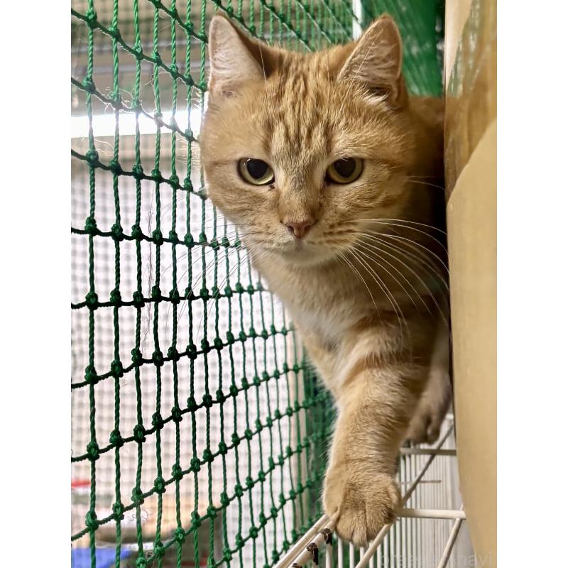 販売中の千葉県のアメリカンショートヘア-123588の1枚目