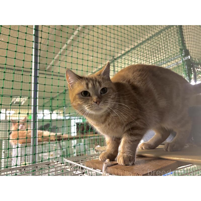 販売中の千葉県のアメリカンショートヘア-123588の2枚目