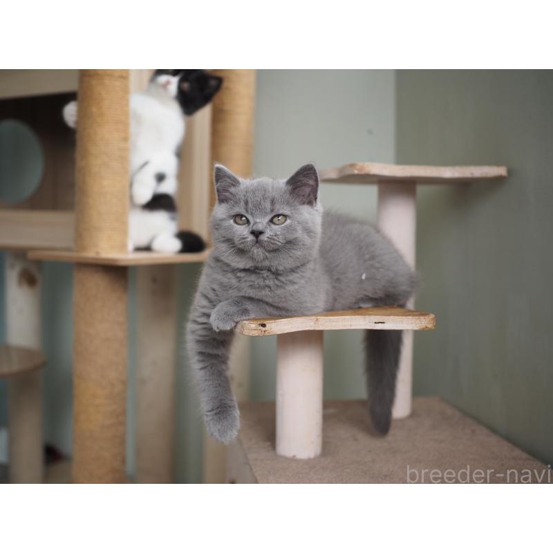 販売中の滋賀県のブリティッシュショートヘア-128876の2枚目