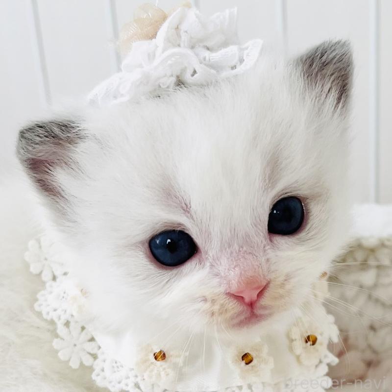 販売中の福島県のラグドール-130866の1枚目