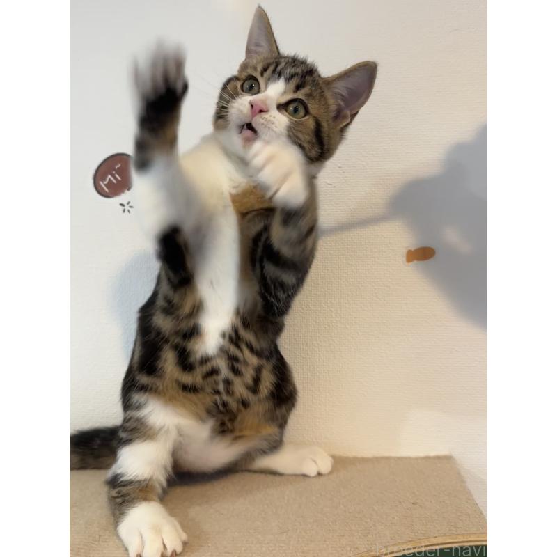 販売中の大阪府のアメリカンショートヘア-126370の19枚目