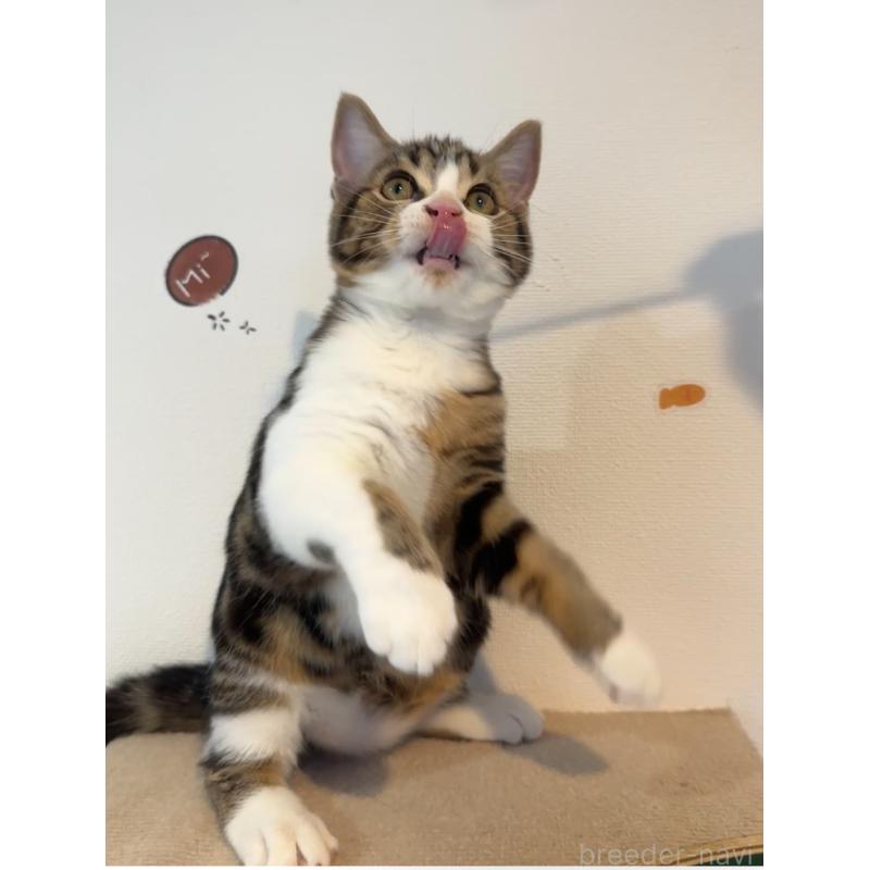 販売中の大阪府のアメリカンショートヘア-126370の18枚目