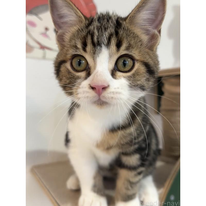 販売中の大阪府のアメリカンショートヘア-126370の17枚目