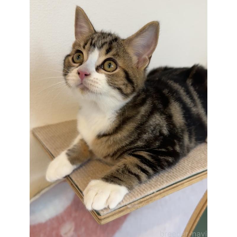 販売中の大阪府のアメリカンショートヘア-126370の16枚目