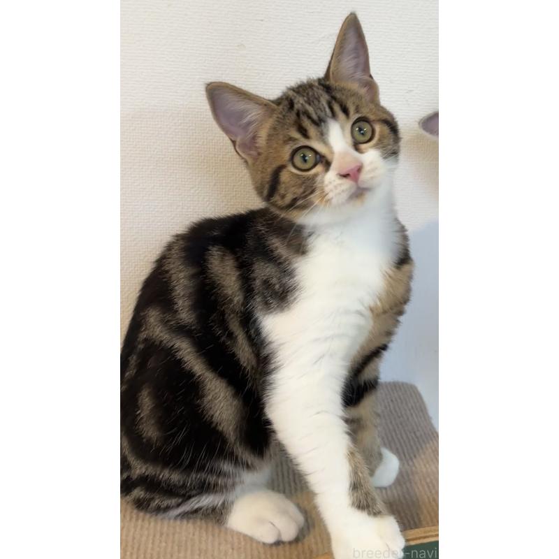 販売中の大阪府のアメリカンショートヘア-126370の15枚目