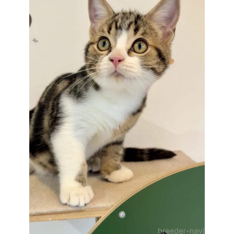 販売中の大阪府のアメリカンショートヘア-126370の14枚目