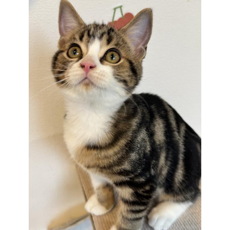 販売中の大阪府のアメリカンショートヘア-126370の13枚目