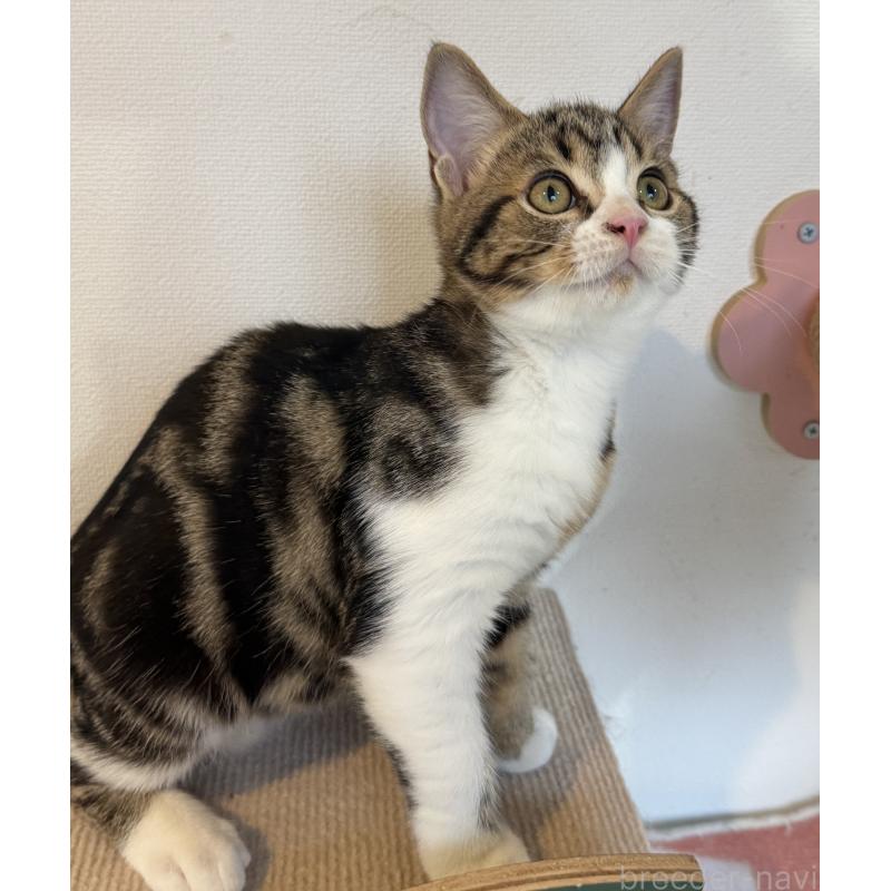 販売中の大阪府のアメリカンショートヘア-126370の12枚目