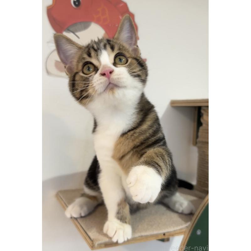 販売中の大阪府のアメリカンショートヘア-126370の11枚目