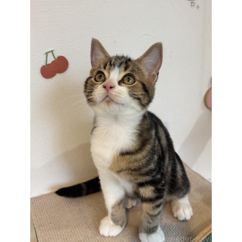 販売中の大阪府のアメリカンショートヘア-126370の10枚目