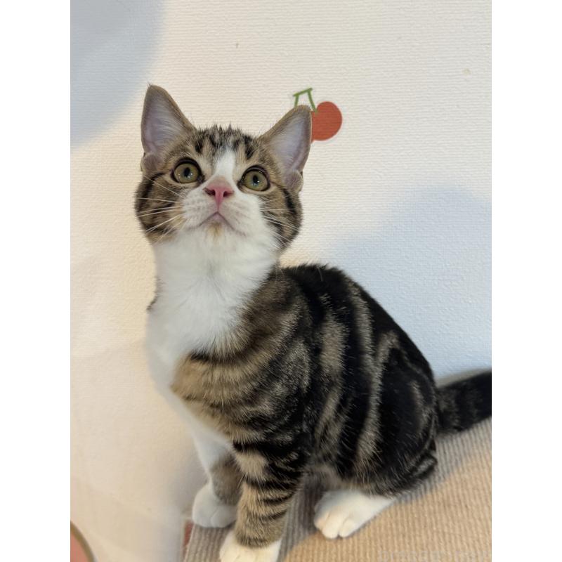 販売中の大阪府のアメリカンショートヘア-126370の9枚目