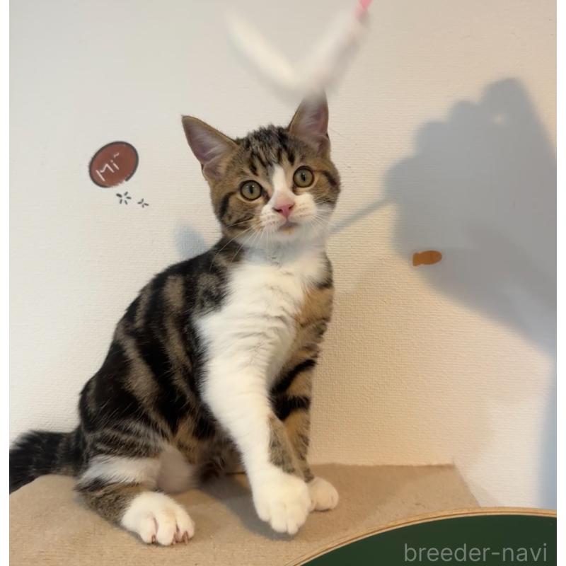 販売中の大阪府のアメリカンショートヘア-126370の8枚目