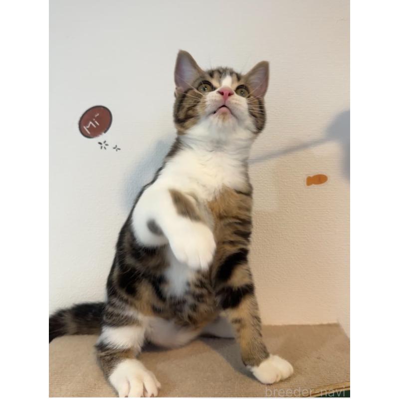 販売中の大阪府のアメリカンショートヘア-126370の7枚目