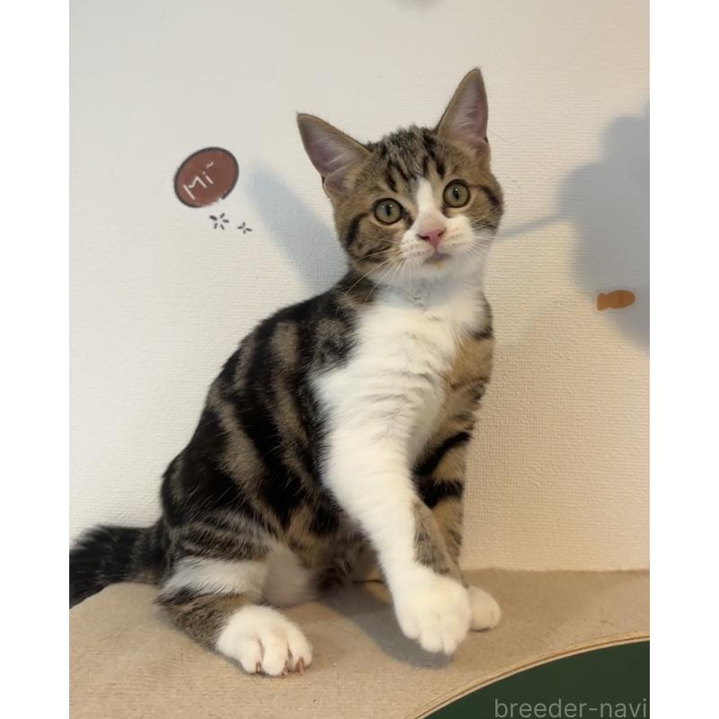 販売中の大阪府のアメリカンショートヘア-126370の6枚目