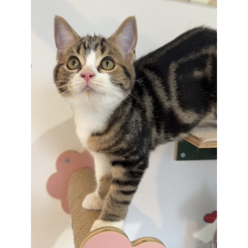 販売中の大阪府のアメリカンショートヘア-126370の5枚目