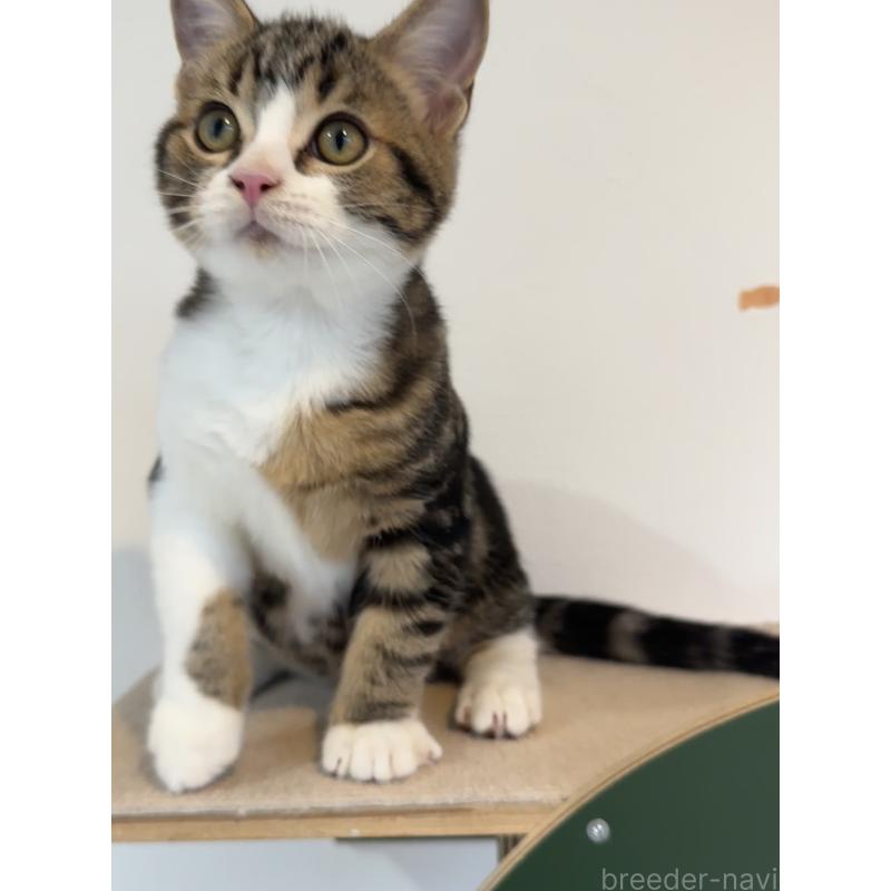 販売中の大阪府のアメリカンショートヘア-126370の4枚目