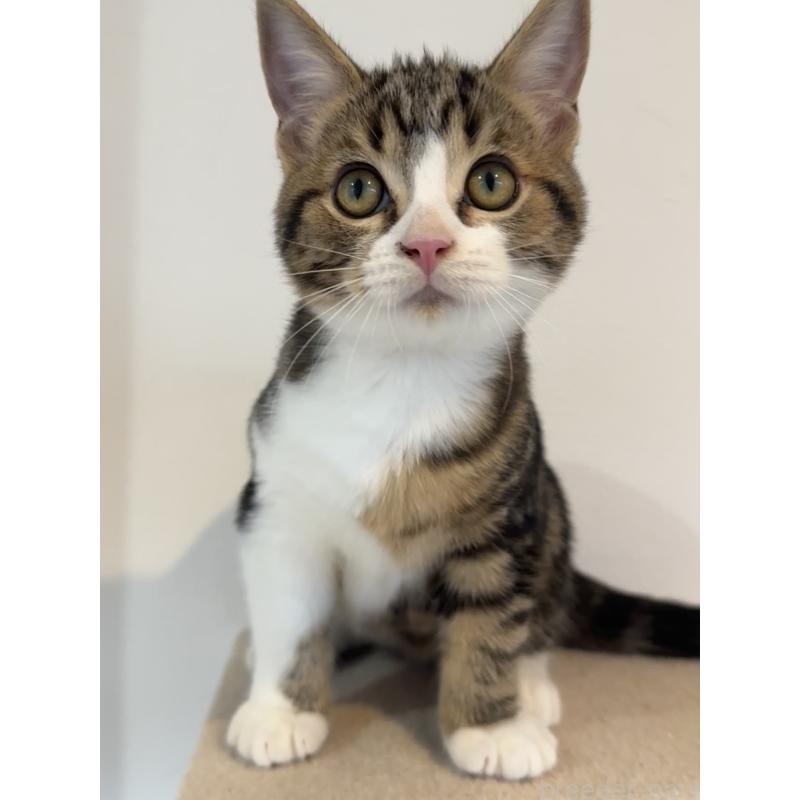 販売中の大阪府のアメリカンショートヘア-126370の3枚目