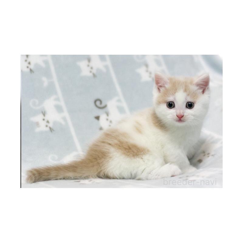 販売中の群馬県のミヌエット(短足)-130867の5枚目