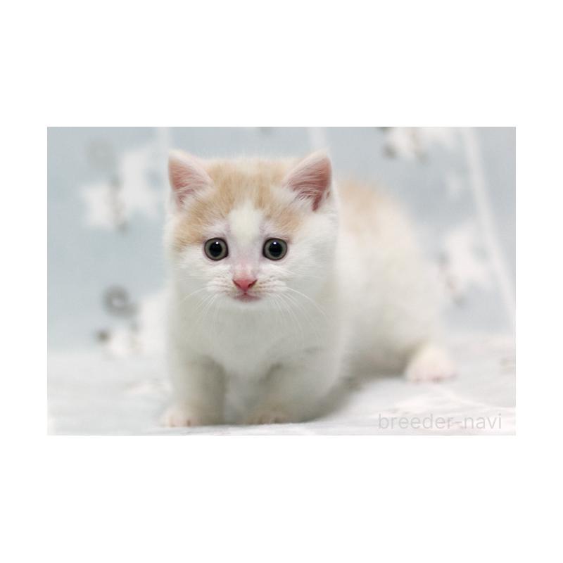 販売中の群馬県のミヌエット(短足)-130867の3枚目