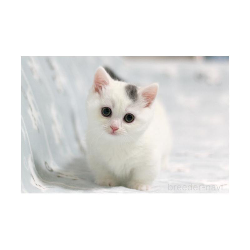 販売中の群馬県のミヌエット(短足)-130868の5枚目