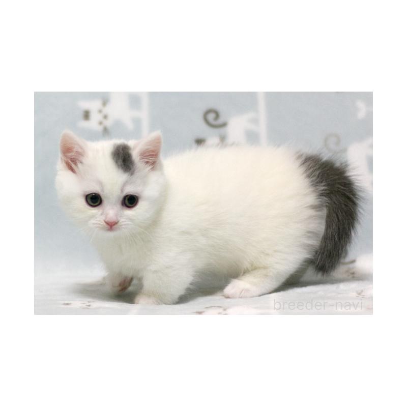 販売中の群馬県のミヌエット(短足)-130868の4枚目