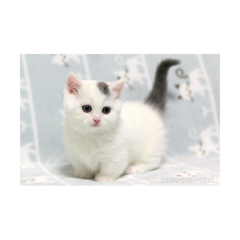 販売中の群馬県のミヌエット(短足)-130868の3枚目