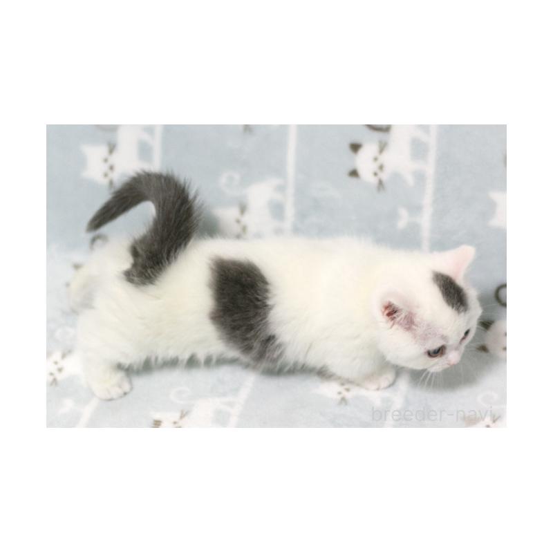 販売中の群馬県のミヌエット(短足)-130868の2枚目