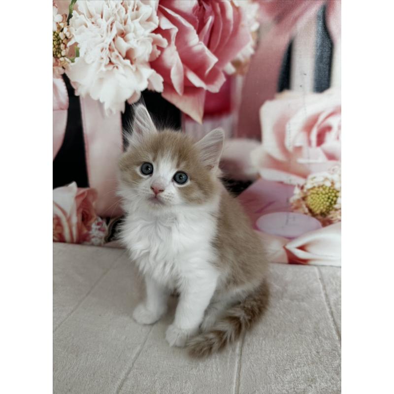 販売中の千葉県のノルウェージャンフォレストキャット-129682の2枚目