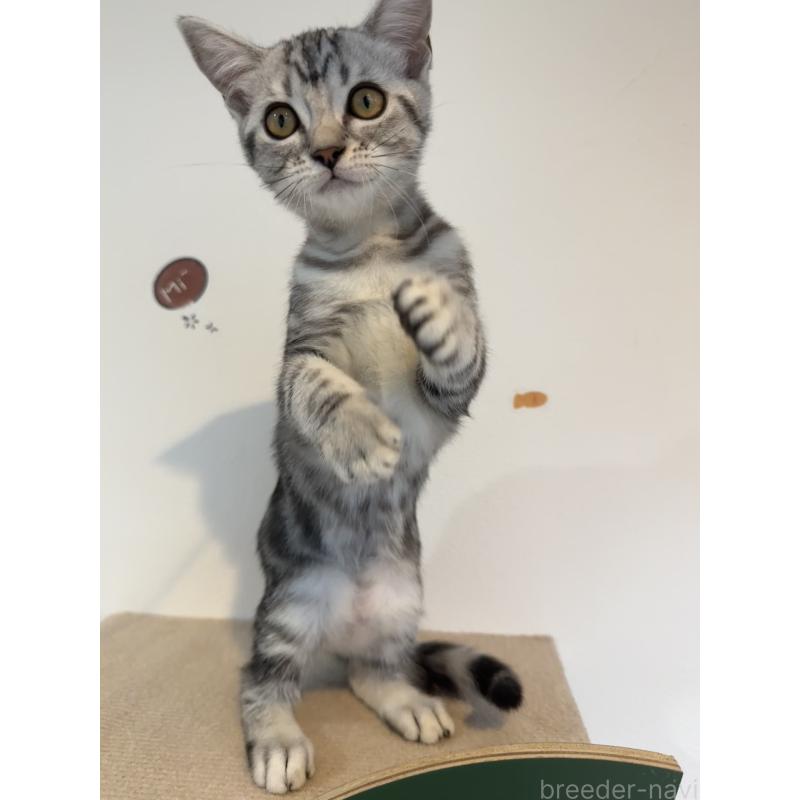 販売中の大阪府のアメリカンショートヘア-125300の11枚目