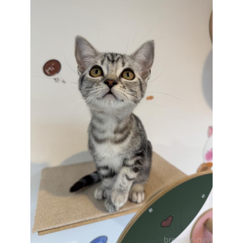 販売中の大阪府のアメリカンショートヘア-125300の10枚目