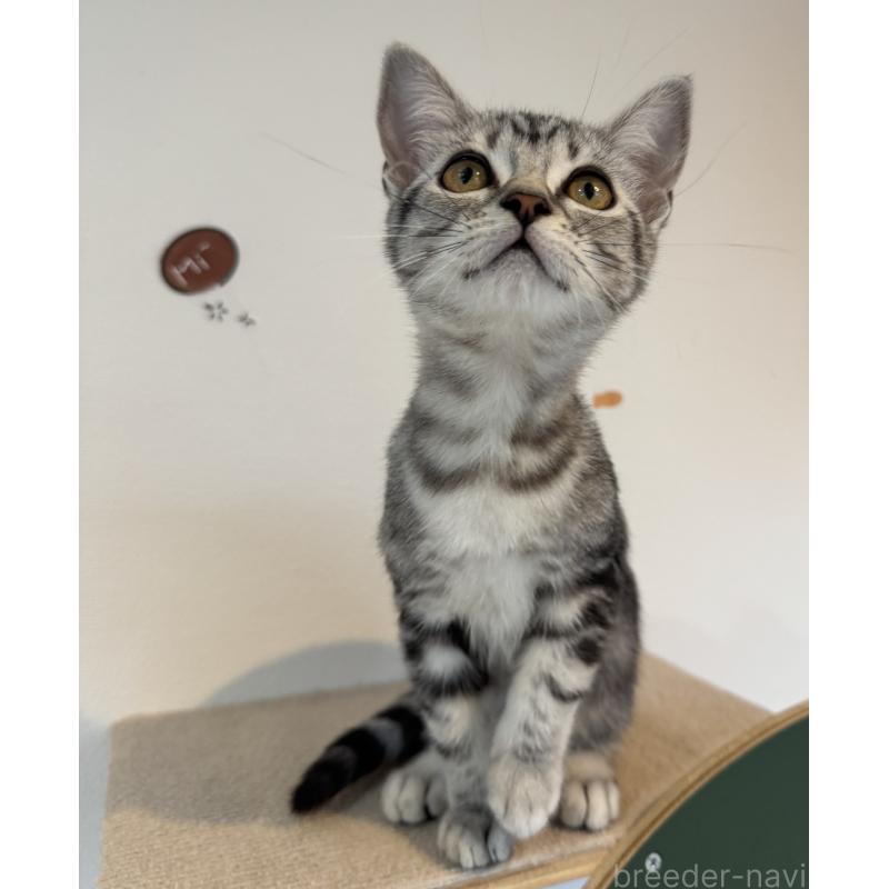 販売中の大阪府のアメリカンショートヘア-125300の9枚目