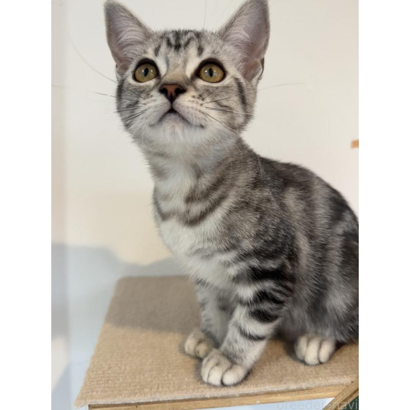 販売中の大阪府のアメリカンショートヘア-125300の8枚目