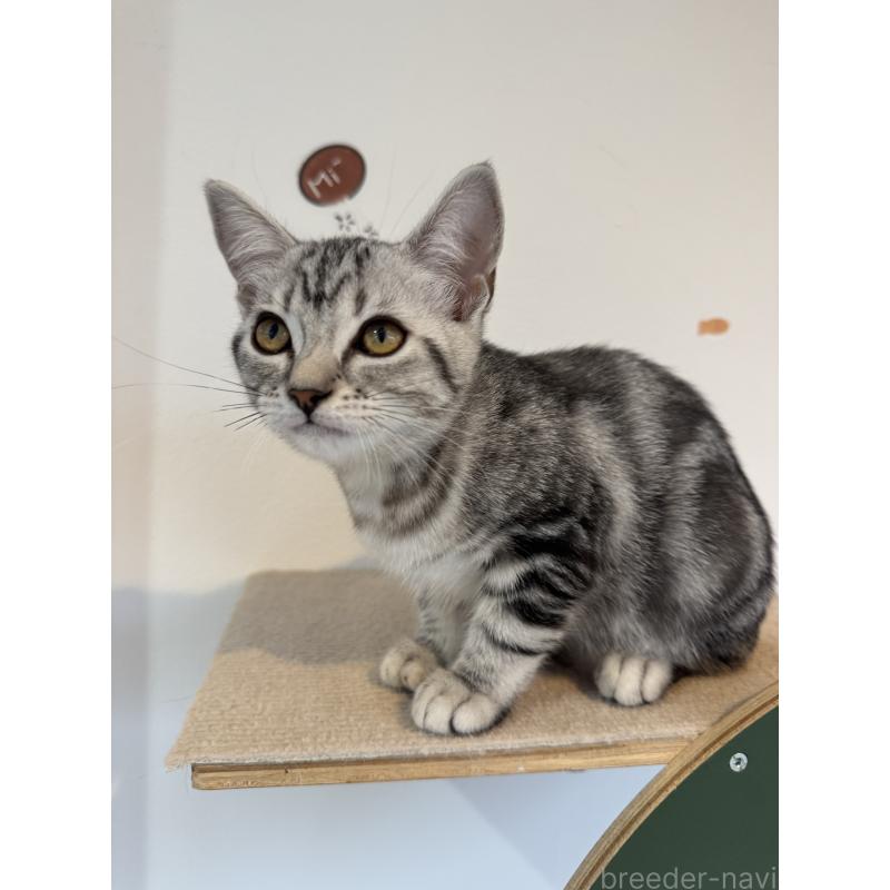 販売中の大阪府のアメリカンショートヘア-125300の7枚目