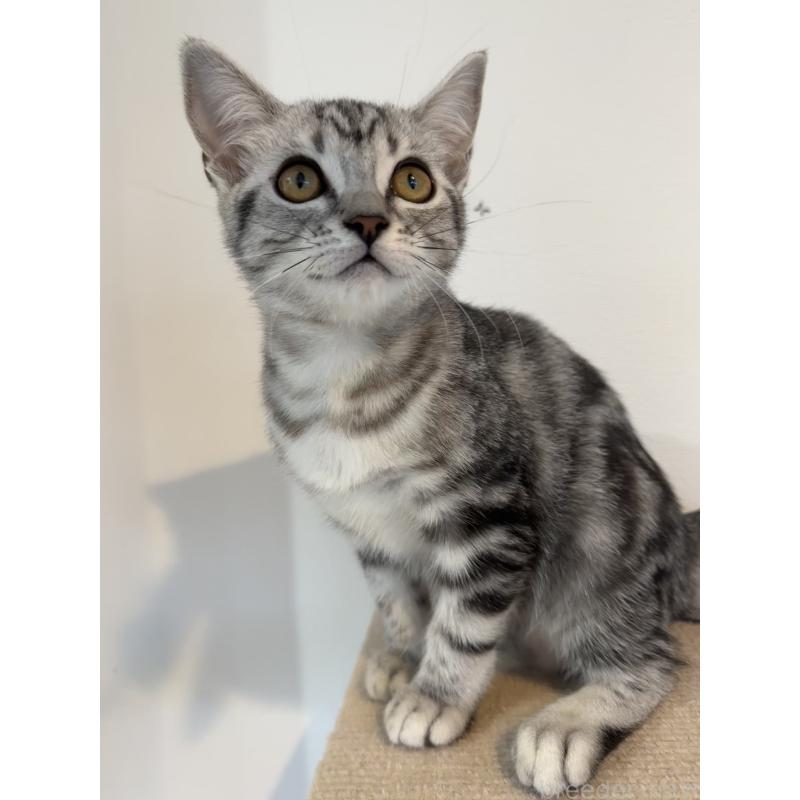 販売中の大阪府のアメリカンショートヘア-125300の6枚目