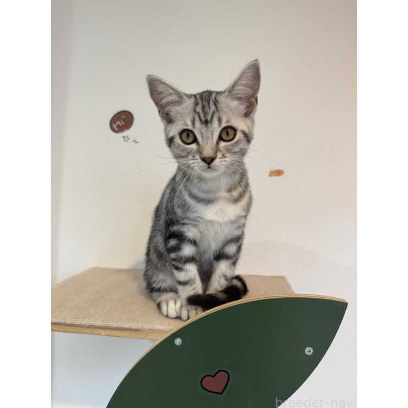 販売中の大阪府のアメリカンショートヘア-125300の5枚目