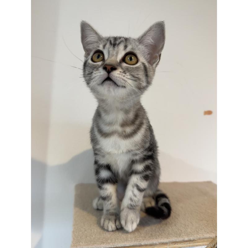 販売中の大阪府のアメリカンショートヘア-125300の4枚目