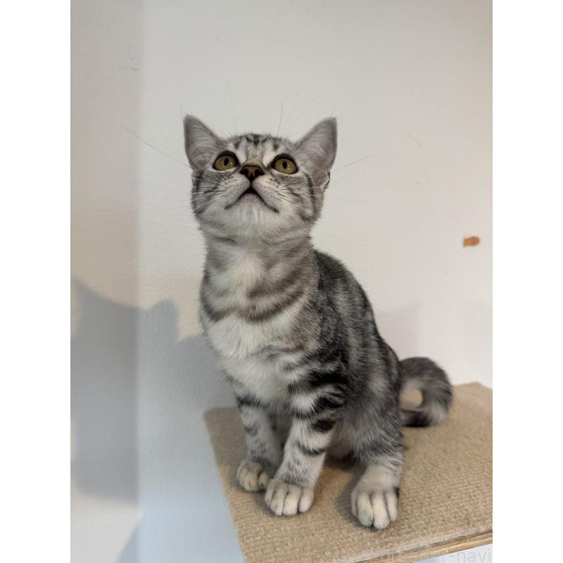 販売中の大阪府のアメリカンショートヘア-125300の3枚目